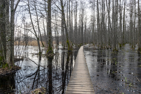 Coastal stand of forest flooded in spring, trail in flooded deciduous forest with wooden footbridge, Slokas lake walking trail, Latvia, springの写真素材
