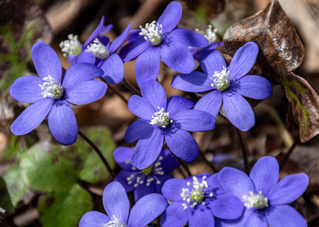 blue flowers, Hepatica in spring on a natural background, springの写真素材