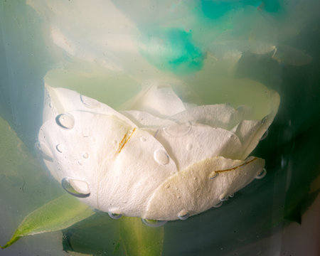 abstract photo of a white rose dipped in water, colored water, abstraction, interesting texture, plants in waterの写真素材