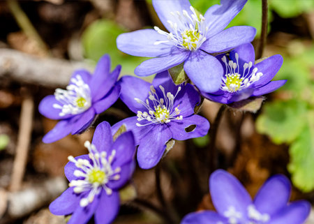 blue flowers, Hepatica in spring on a natural background, spring