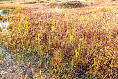 bog wetland, grass, bog pines and traditional bog vegetation, Nigula nature reserve is Nigula bog, a...