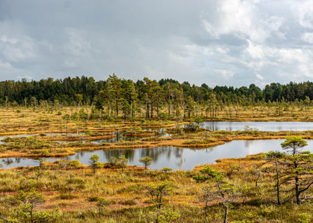 bog wetland, grass, bog pines and traditional bog vegetation, Nigula nature reserve is Nigula bog, a...