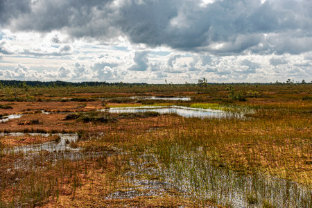 bog wetland, grass, bog pines and traditional bog vegetation, Nigula nature reserve is Nigula bog, a...