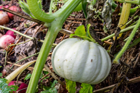 pumpkin in the garden, autumn harvest time, gardener's concept, autumn harvest, macro photographyの写真素材