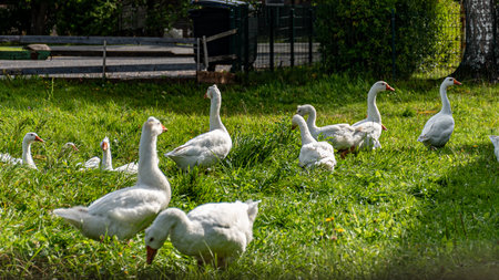 white geese in a green blanket, a flock of geese in a backyard garden, autumnの写真素材