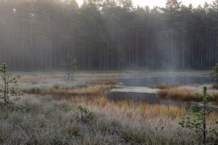 view of bog vegetation with wonderful frost affected swamp plants, fine natural formation, autumn...