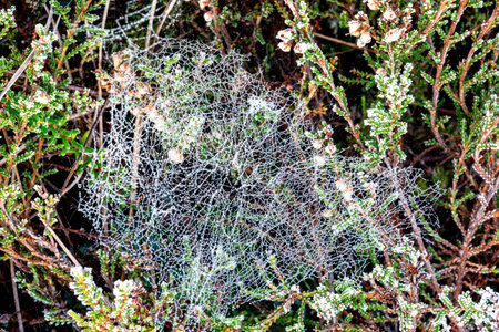 macro photo with wonderful spider webs, close-up view, delicate nature formation, autumnの写真素材