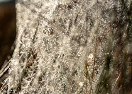 macro photo with wonderful spider webs, close-up view, delicate nature formation, autumn