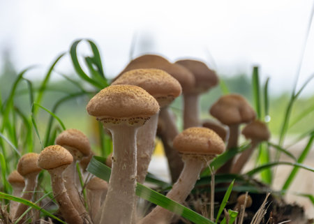 photo with a group of mushrooms, mushroom silhouettes on a blurred background, autumn timeの写真素材