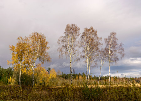 autumn landscape with colorful yellow trees in the background, foreground field, golden autumn, expressive sky, autumn time, Latviaの写真素材