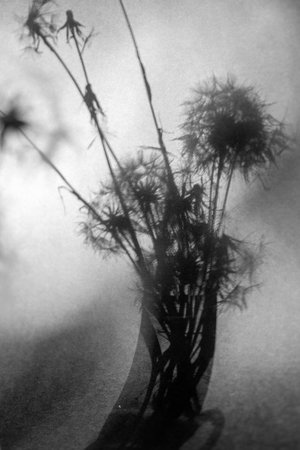 Abstract still life with flower shadow, blurred background and shadow, wallpaperの写真素材
