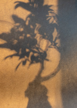 Abstract still life with flower shadow, blurred background and shadow, wallpaper