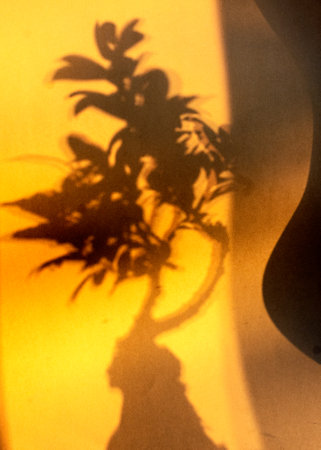 Abstract still life with shadow, blurred background and shadow