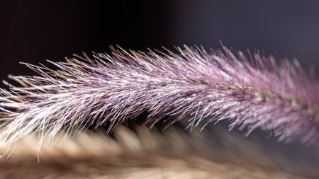 macro plant photography, blurred background and shadow, selective focusの写真素材