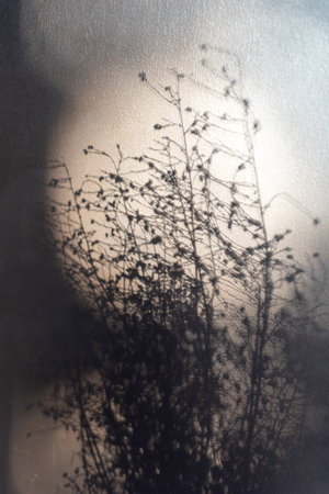 macro plant photography, blurred background and shadow, selective focusの写真素材