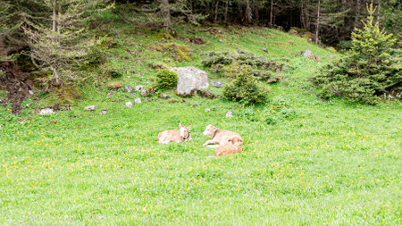 traditional magnificent mountain landscape, meadow vegetation, Swiss Alps, Summerの写真素材