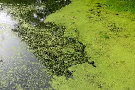 river view, river surface covered with algae, green landscape from summer, summerの写真素材