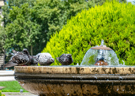 beautiful park in summer, various details from the park, Georgiaの写真素材