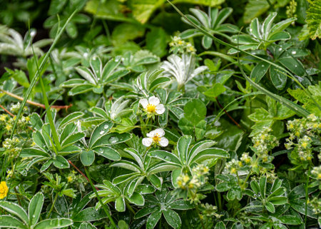 plant vegetation, beautiful representatives of summer flora and fauna, summerの写真素材
