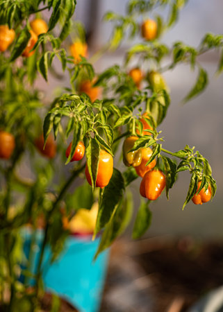 colorful peppers of various shapes and colors, blurred background, autumn