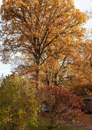 landscape with colorful trees autumn, autumn park, colorful leaves, golden autumn in natureの写真素材