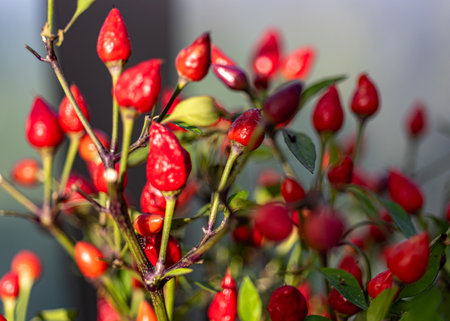 colorful peppers of various shapes and colors, blurred background, spicy food additives, gardener concept, autumnの写真素材