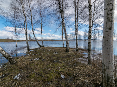 sunny landscape with lake, cloud glare in water, naked tree silhouettes in the distanceの写真素材