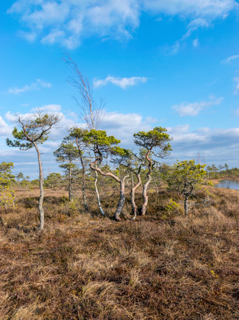 landscape with blue swamp lakes surrounded by small pine and birch trees and green moss on spring...