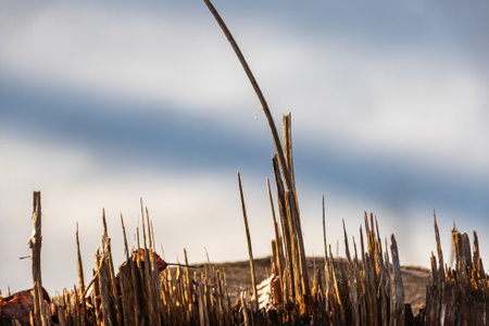 abstract picture with a sawn-off tree stump resembling skyscrapers in a city, winterの写真素材