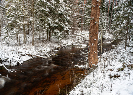 winter landscape with a small, wild wild river, long exposure, blurred water, snow-covered trees on the riverbank, Strikupe, Vaidava, Latviaの写真素材