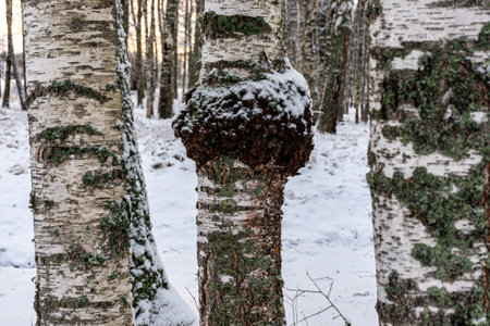 chaga mushroom growing on a birch trunk, wild raw food chaga parasitic mushroom, it is used in...