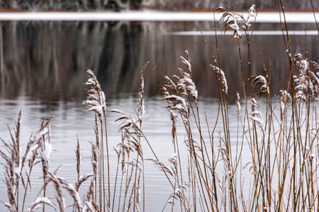 snow texture on natural old reeds, mottled texture, winter dayの写真素材
