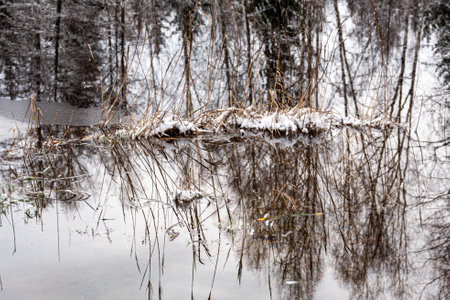 winter landscape with calm lake, white trees, reeds, reflections of the still lake, enchanting peace in nature, Vaidava Lake, Latvia, winterの写真素材