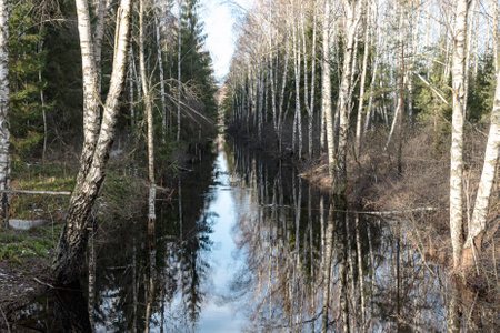 winter landscape without snow, swamp ditches, white birches on the ditch bank, reflections, Seda swamp trail, Latvia, winterの写真素材