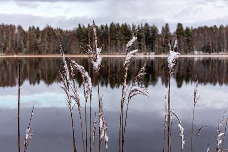 winter landscape with calm lake, white trees, reeds, reflections of the still lake, enchanting peace in nature, Vaidava Lake, Latvia, winterの写真素材