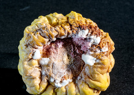 close-up of a decorative pumpkin, withered berry skin, pronounced relief, pumpkinの写真素材