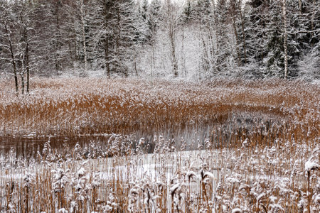 winter landscape with calm lake, white trees, reeds, reflections of the still lake, enchanting peace in nature, Vaidava Lake, Latvia, winterの写真素材