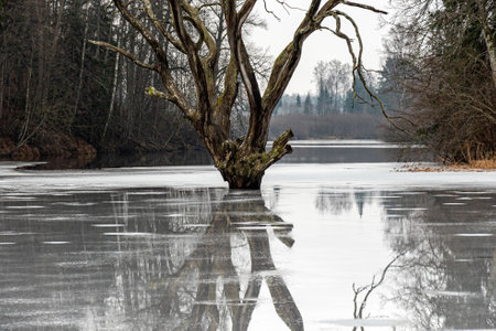 landscape with a lonely tree in the middle of a pond, reflections on the ice, gray day, Pale, Latvia, winterの写真素材
