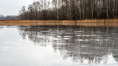 winter landscape of a swamp without snow, pond covered with ice, reflections, swamp vegetation in...