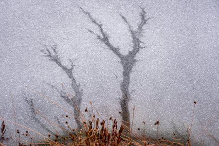 ice and water formations resembling trees, swamp pond, winter day