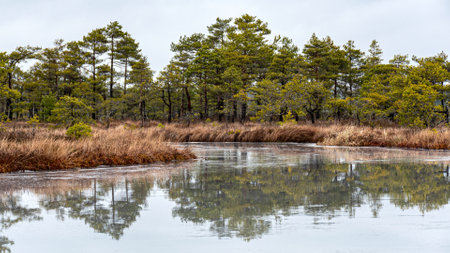 winter landscape of a swamp without snow, pond covered with ice, reflections, swamp vegetation in...