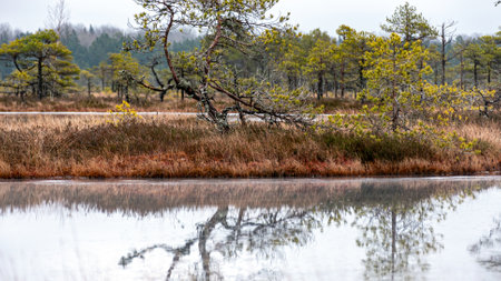 winter landscape of a swamp without snow, pond covered with ice, reflections, swamp vegetation in...