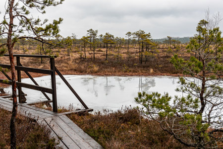 winter swamp landscape without snow, wooden footbridge, swamp vegetation in winter, pine trees, old grass, moss, winterの写真素材