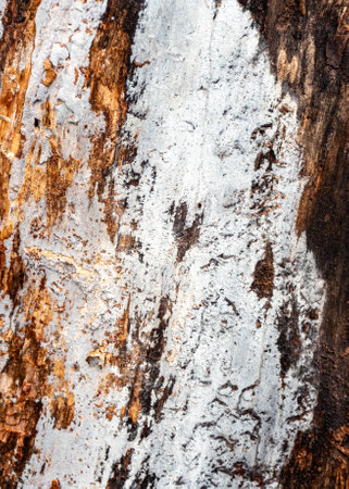 abstract wood texture, fallen bark from a bog pine, tree in winterの写真素材