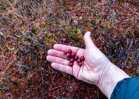 human hand with swamp cranberries, natural and juicy berries in winter, winter dayの写真素材