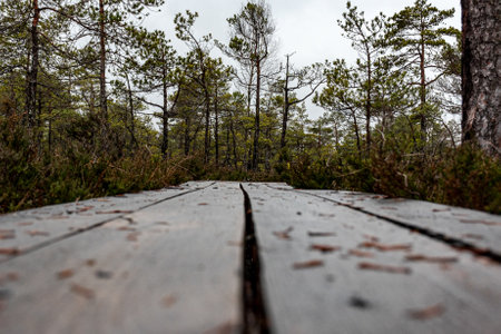 winter swamp landscape without snow, wooden footbridge, swamp vegetation in winter, pine trees, old grass, moss, winterの写真素材