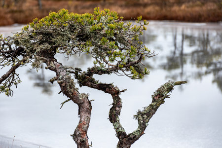 winter landscape of a swamp without snow, pond covered with ice, reflections, swamp vegetation in winter, pine trees, old grass, moss, winterの写真素材
