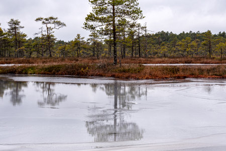 winter landscape of a swamp without snow, pond covered with ice, reflections, swamp vegetation in...
