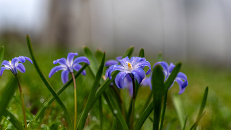 One of the earliest blooming spring bulbs, Scilla siberica, in spring on a natural background,...