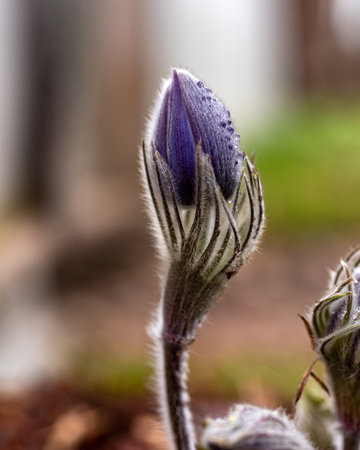 purple spring flowers, Pulsatilla patens in spring on a natural background, spring